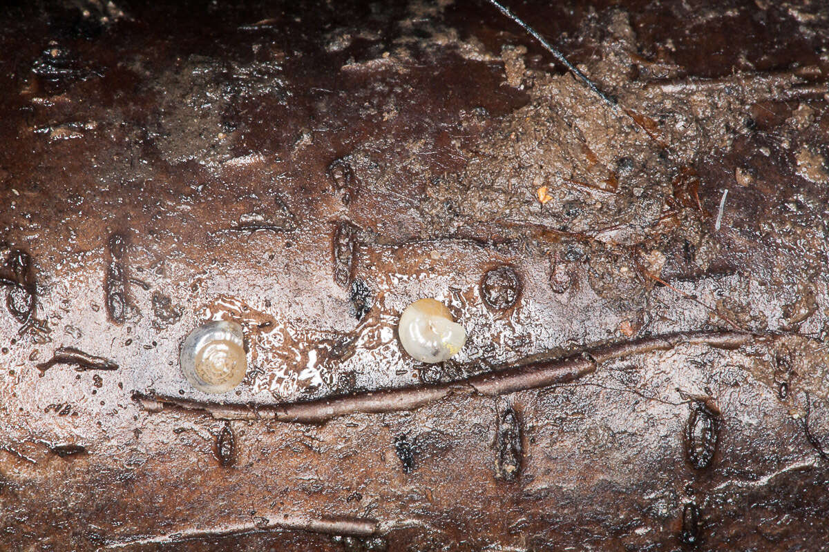 Image of common crystal snail