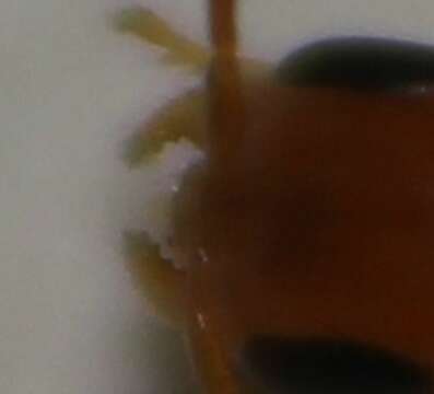 صورة Pseudomyrmex seminole Ward 1985