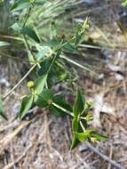 Sivun Euphorbia floridana Chapm. kuva