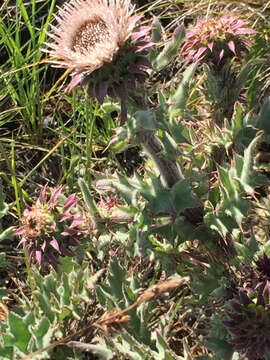 Image of <i>Cirsium <i>fontinale</i></i> var. fontinale