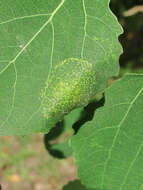 Image of Aspen Leaf Blotch Miner Moth