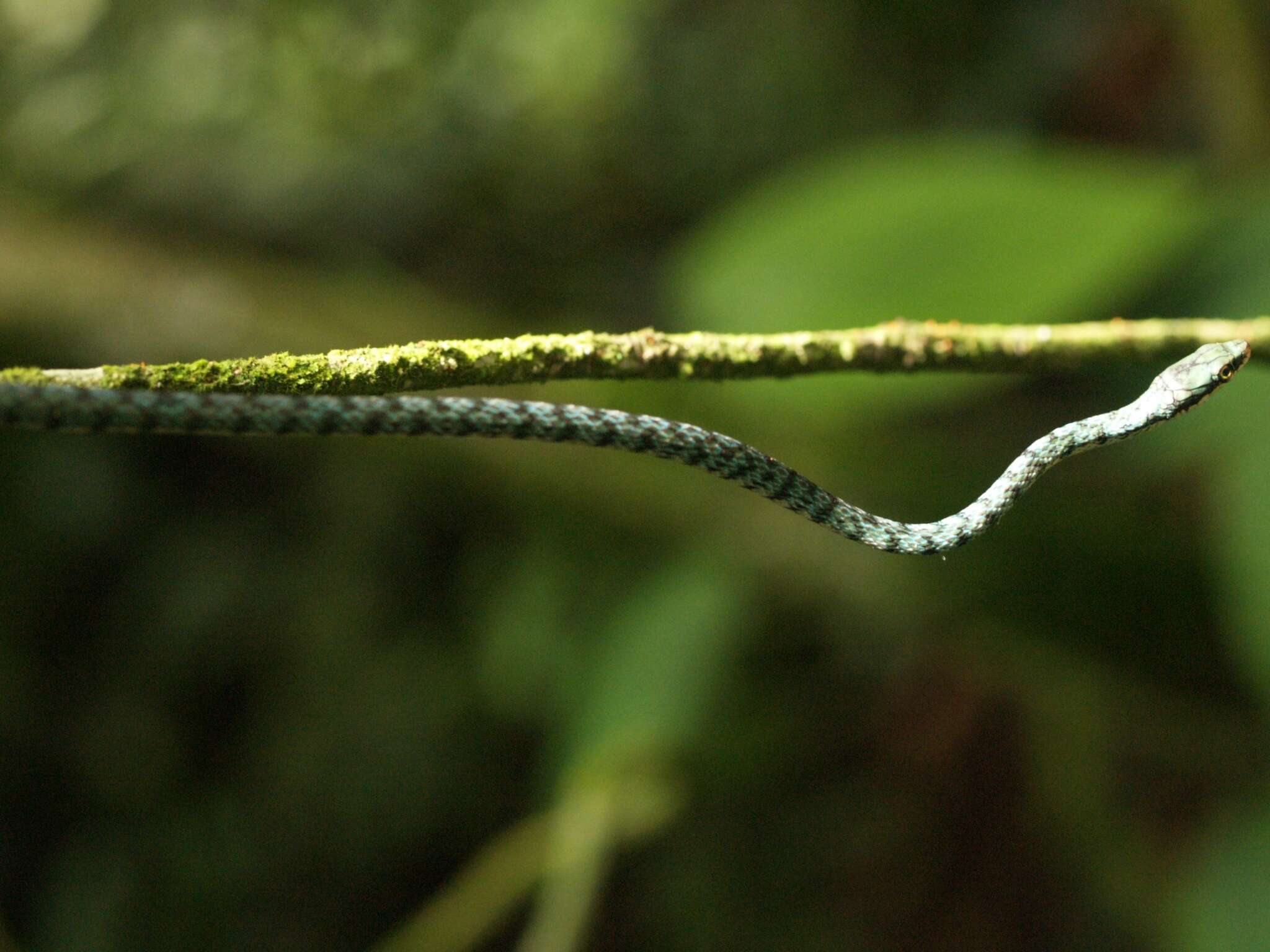 صورة Leptophis ahaetulla bocourti Boulenger 1898