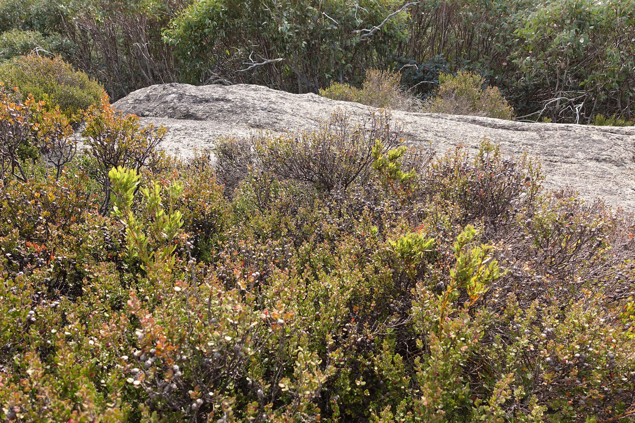 Sivun Leptospermum micromyrtus Miq. kuva