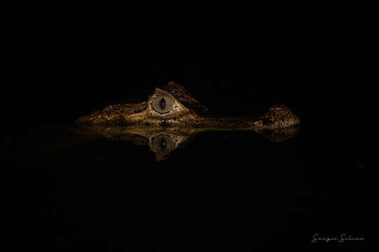 Image de Caiman crocodilus chiapasius (Bocourt 1876)