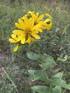 Image of <i>Silphium <i>integrifolium</i></i> var. integrifolium