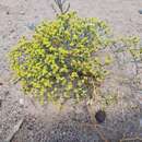 Image de Limonium chrysocomum (Kar. & Kir.) Kuntze