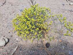 Image of Limonium chrysocomum (Kar. & Kir.) Kuntze