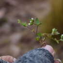 Drymaria fasciculata A. Gray resmi