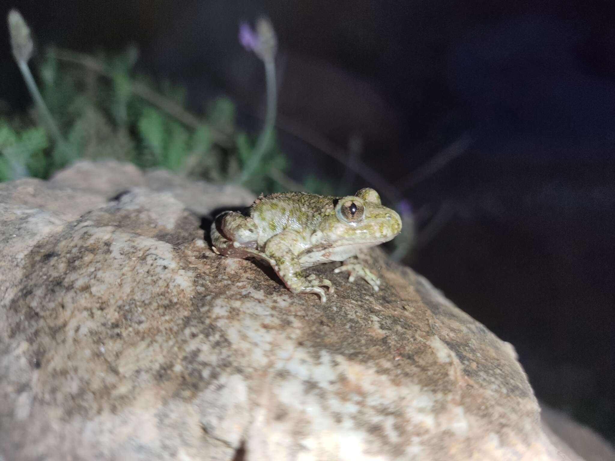 Image of Betic Midwife Toad