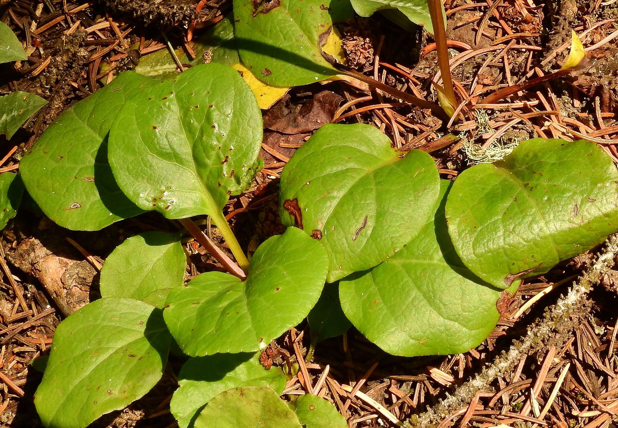 Image de Pyrola asarifolia subsp. asarifolia