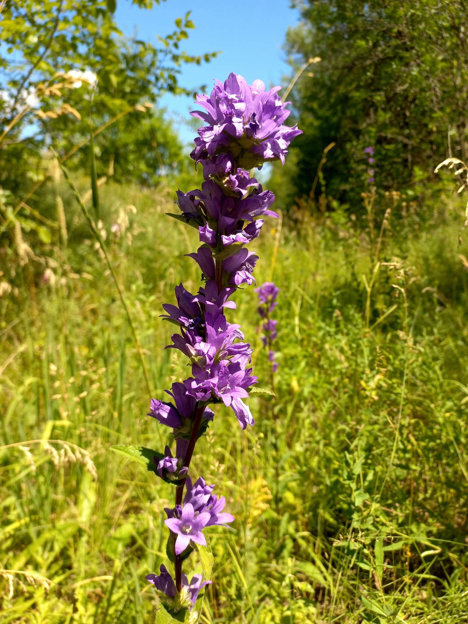 Imagem de Campanula glomerata subsp. farinosa (Rochel ex Besser) Kirschl.