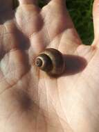 Image of Lister's River Snail