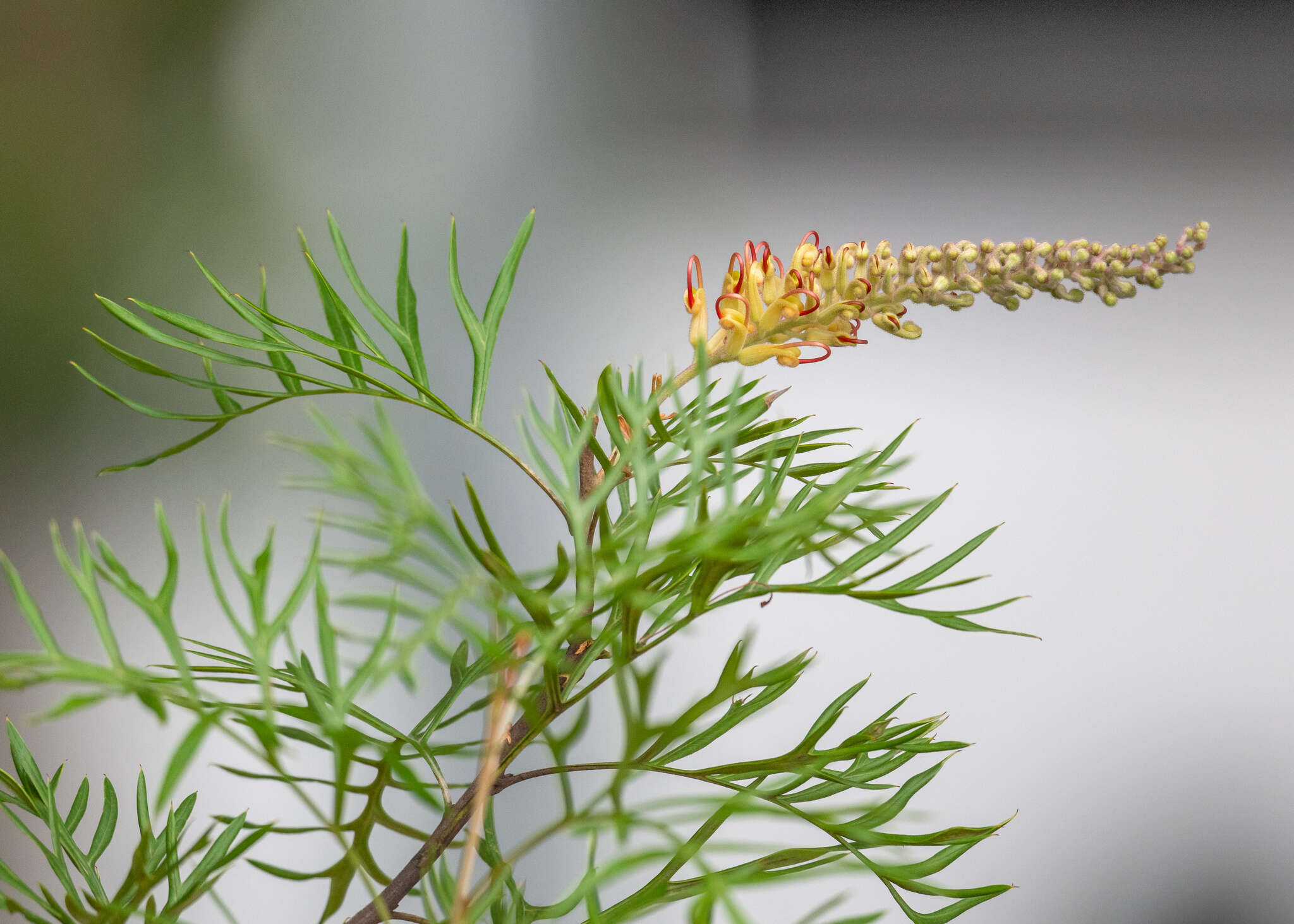 Imagem de Grevillea banksii R. Br.