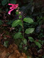 Image de Scutellaria isocheila Donn. Sm.