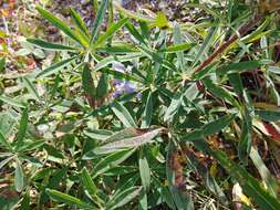 Image of arctic lupine