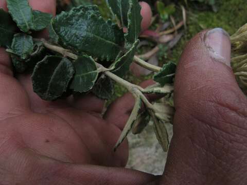 Image of Scrobicaria