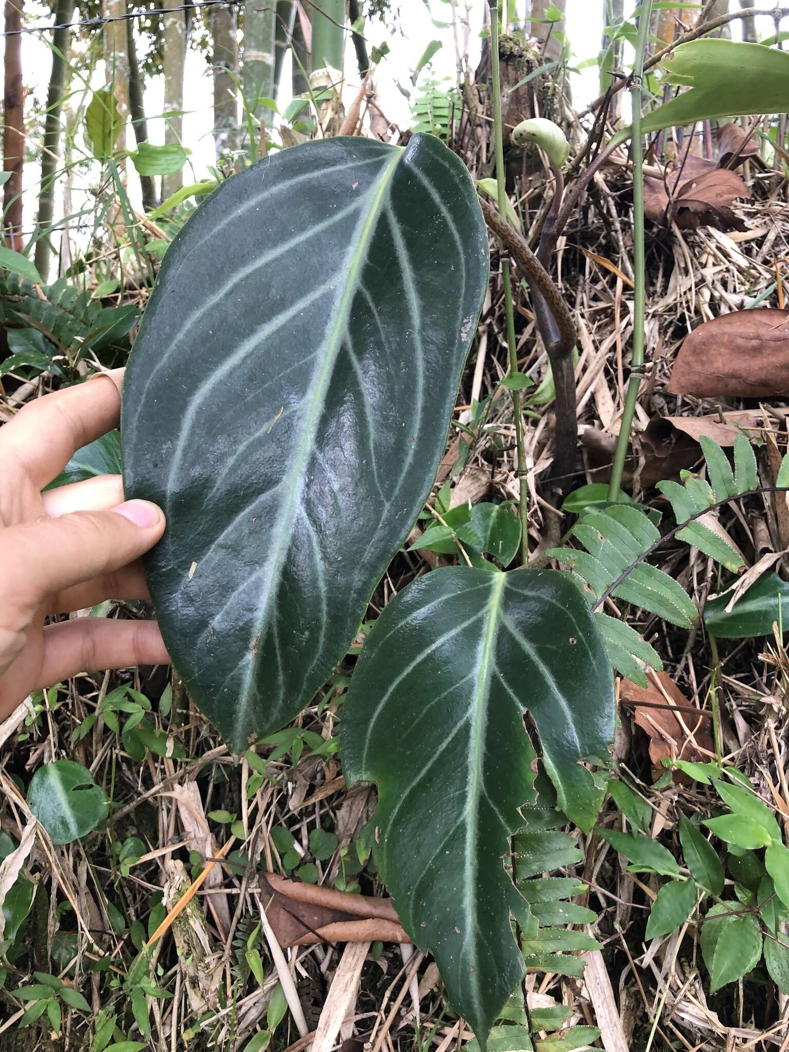 Image of spotted peperomia