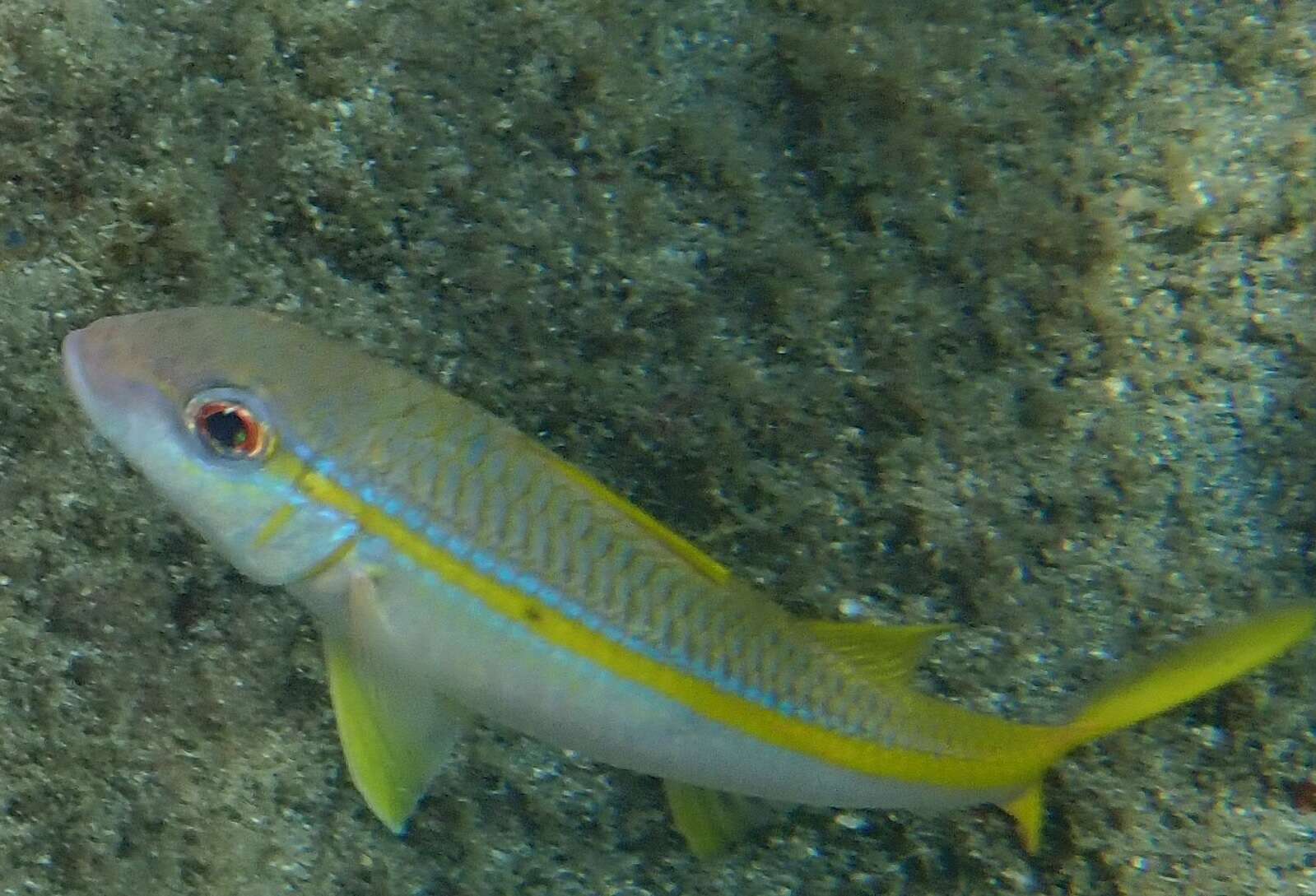 Image of Goatfish