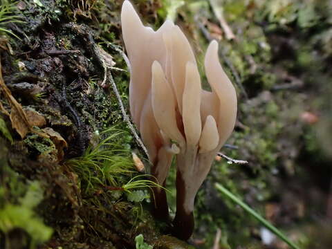 Clavulina ornatipes (Peck) Corner 1950的圖片