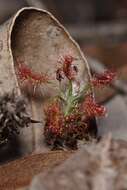 Image de Drosera scorpioides Planch.