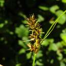 Image of Carex bracteosa (Rchb.) Kunze ex Kunth
