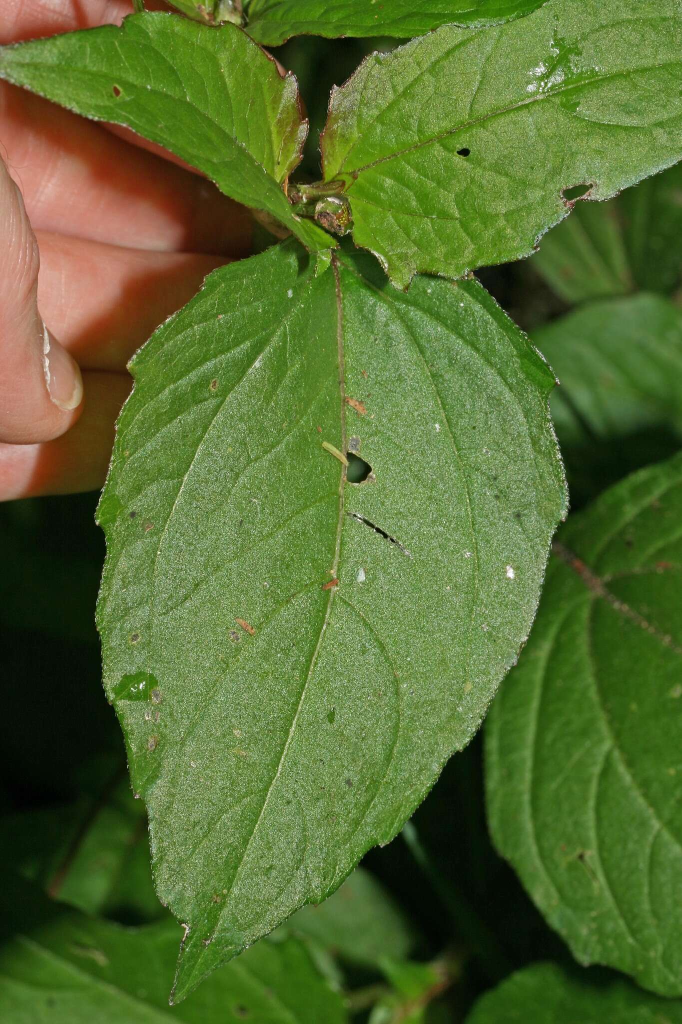 Image of Acmella ciliata (Kunth) Cass.