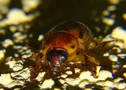 Image of Pasadena masked chafer