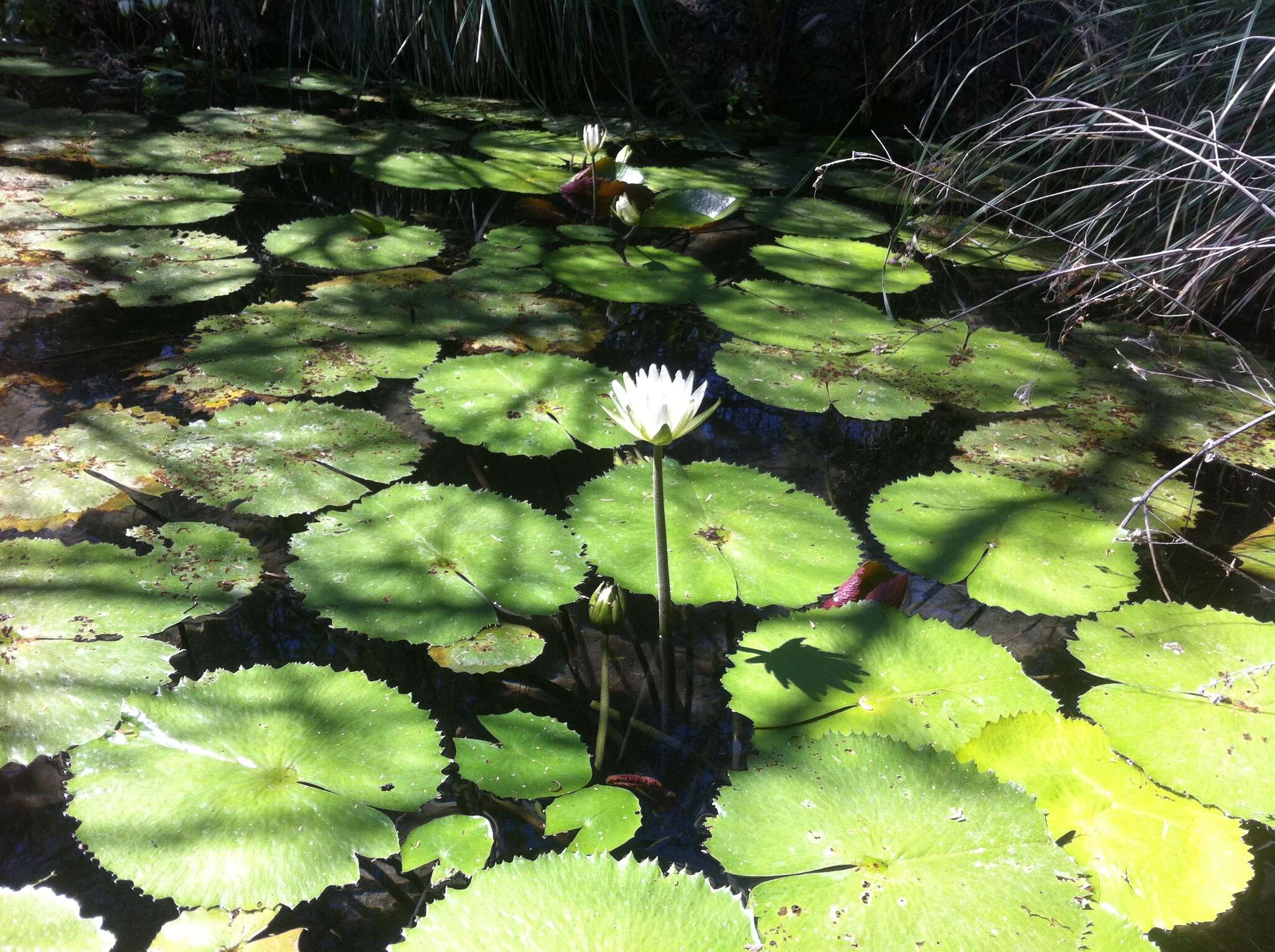 Image de Nymphaea ampla (Salisb.) DC.