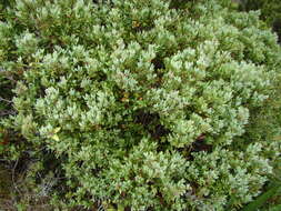 صورة Phyllocladus trichomanoides var. alpinus (Hook. fil.) Parl.