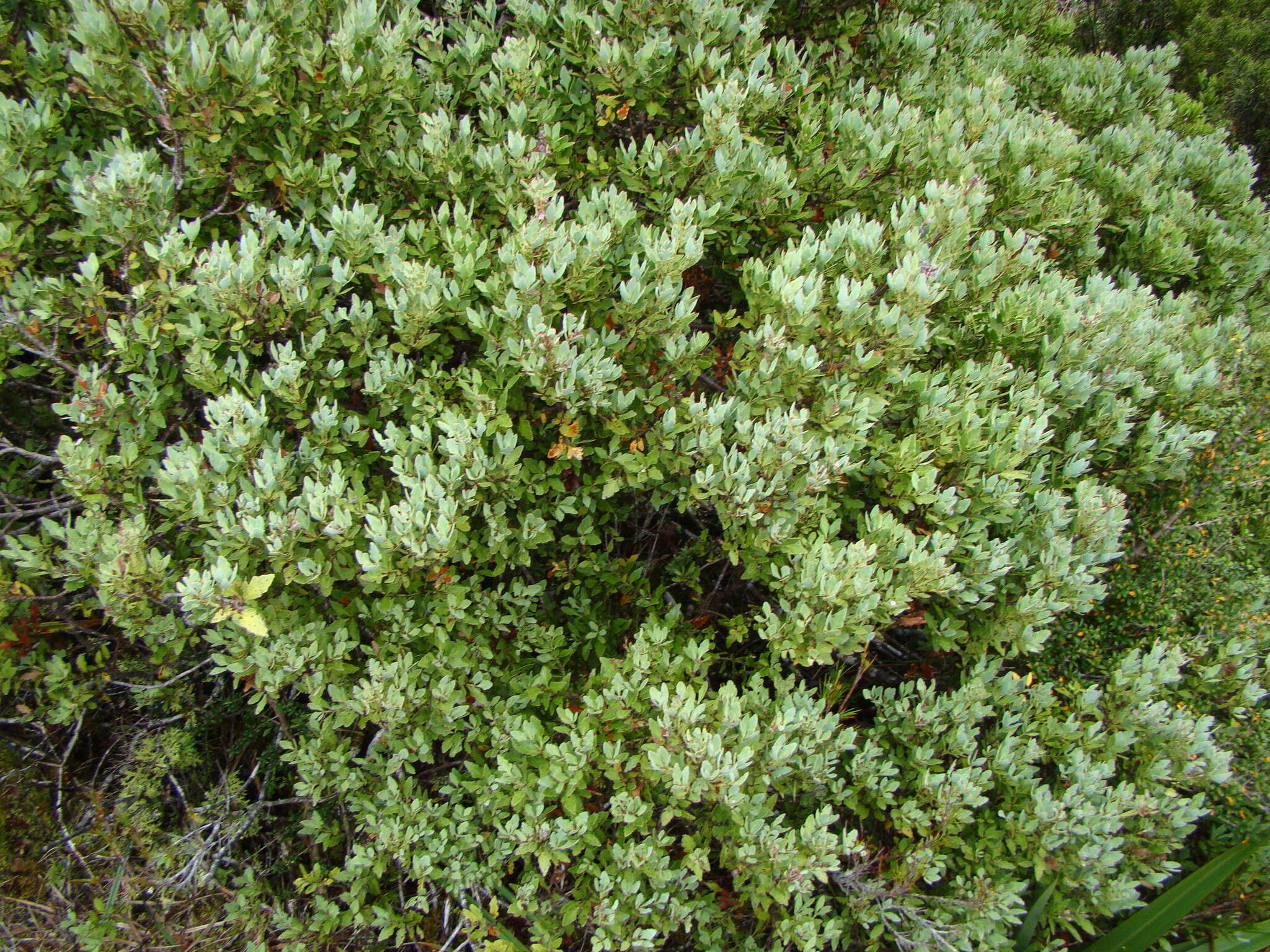 Image de Phyllocladus trichomanoides var. alpinus (Hook. fil.) Parl.