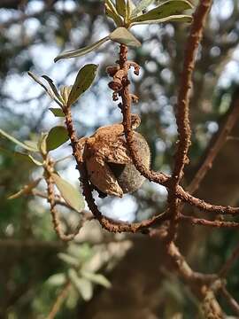 Image of Diospyros pubescens Pers.