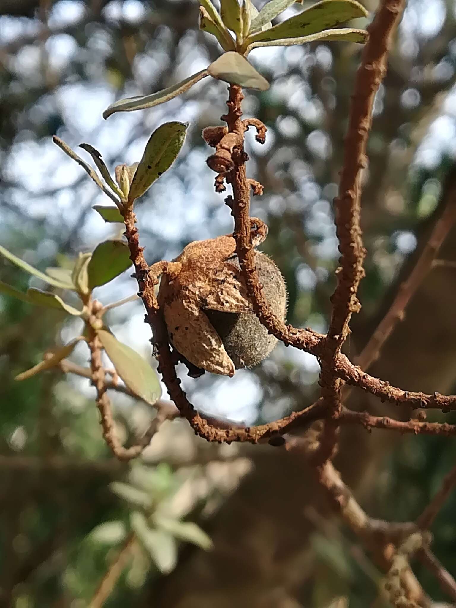 Sivun Diospyros pubescens Pers. kuva