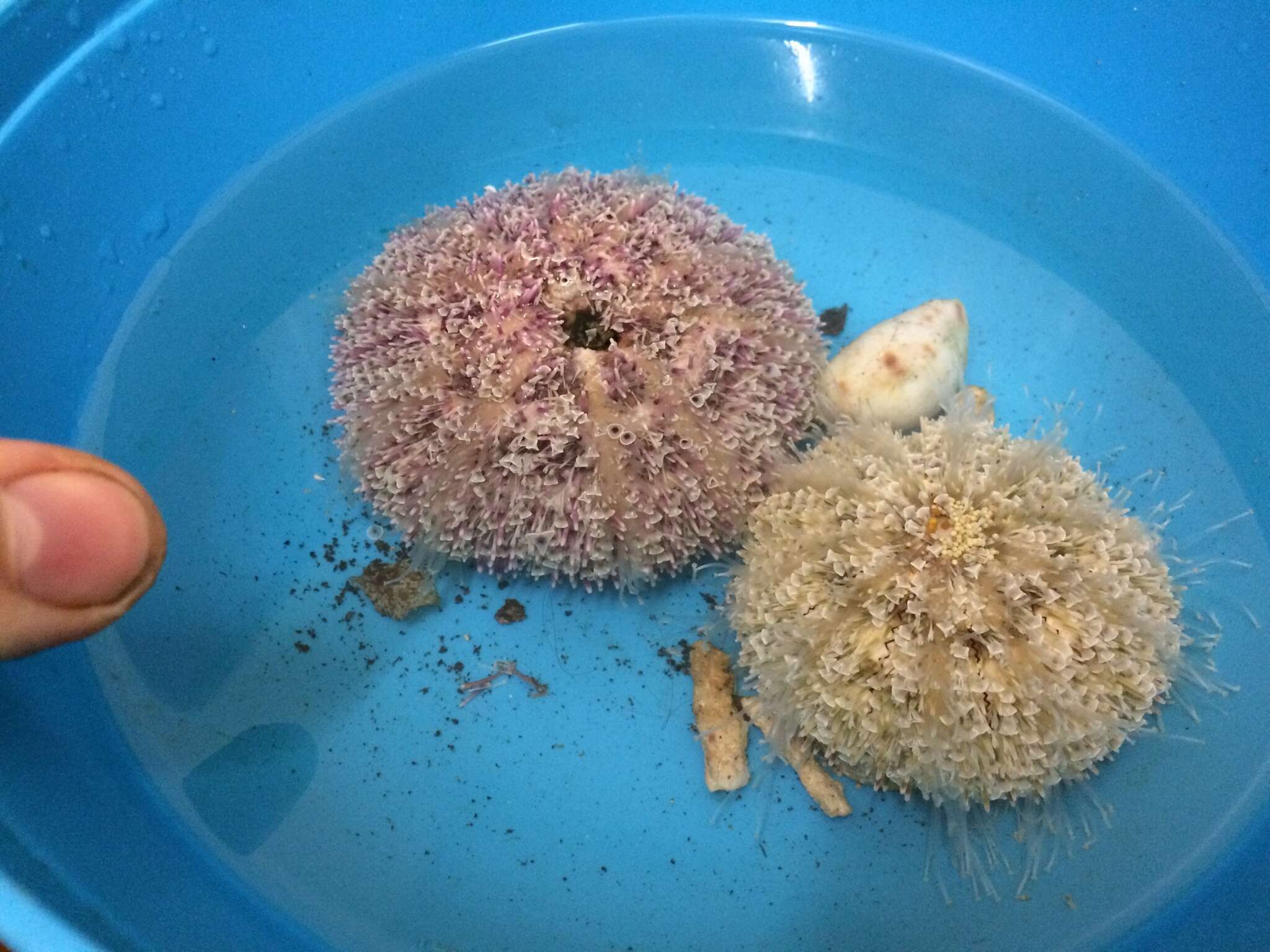 Image of Flower urchin