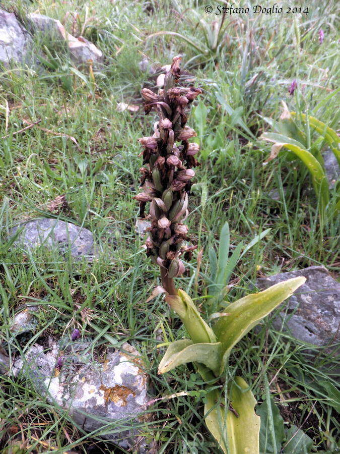 Image of Giant Orchid