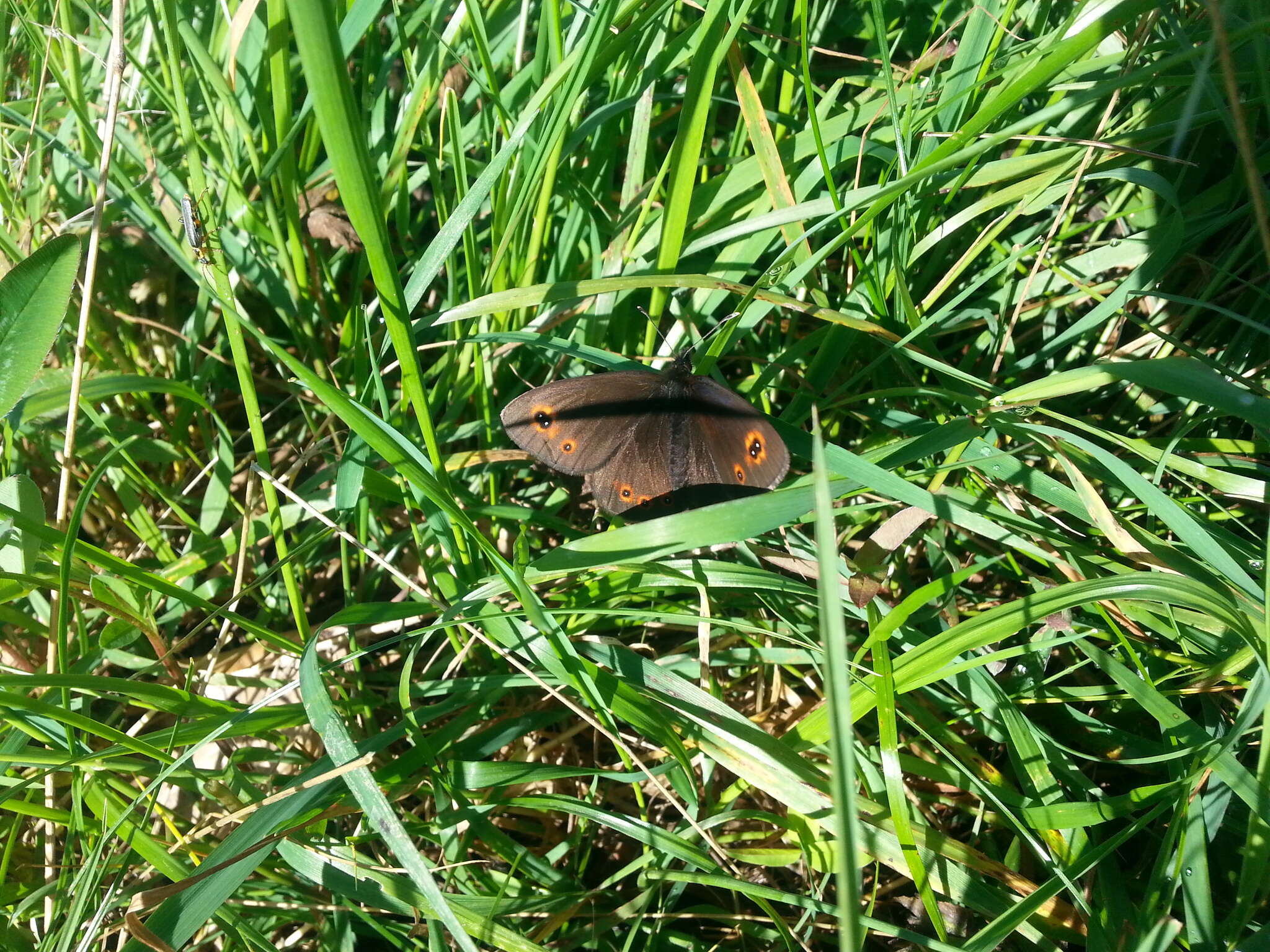 Image of woodland ringlet