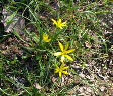 Image of field star-of-bethlehem