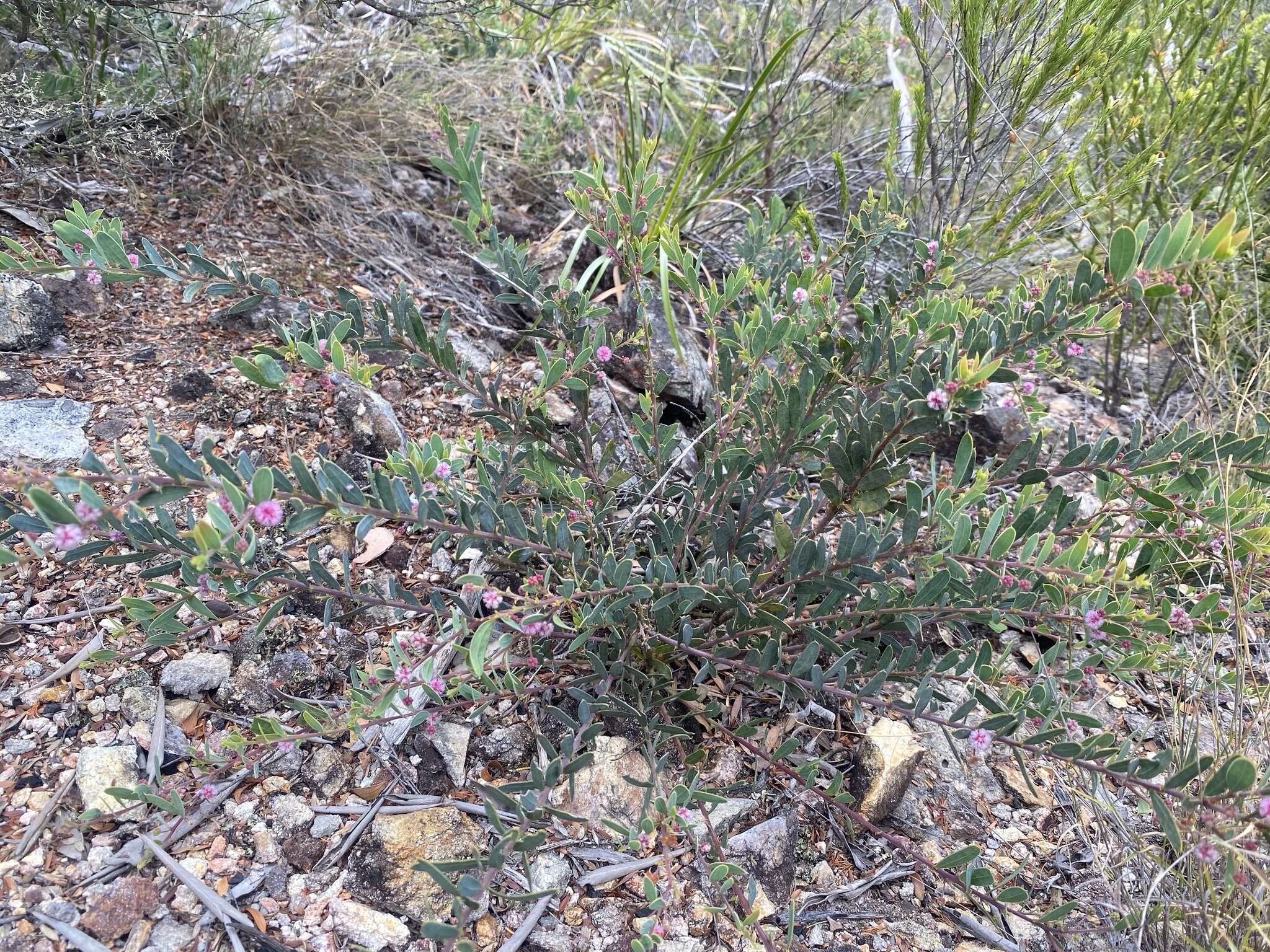 Image of Acacia purpureapetala