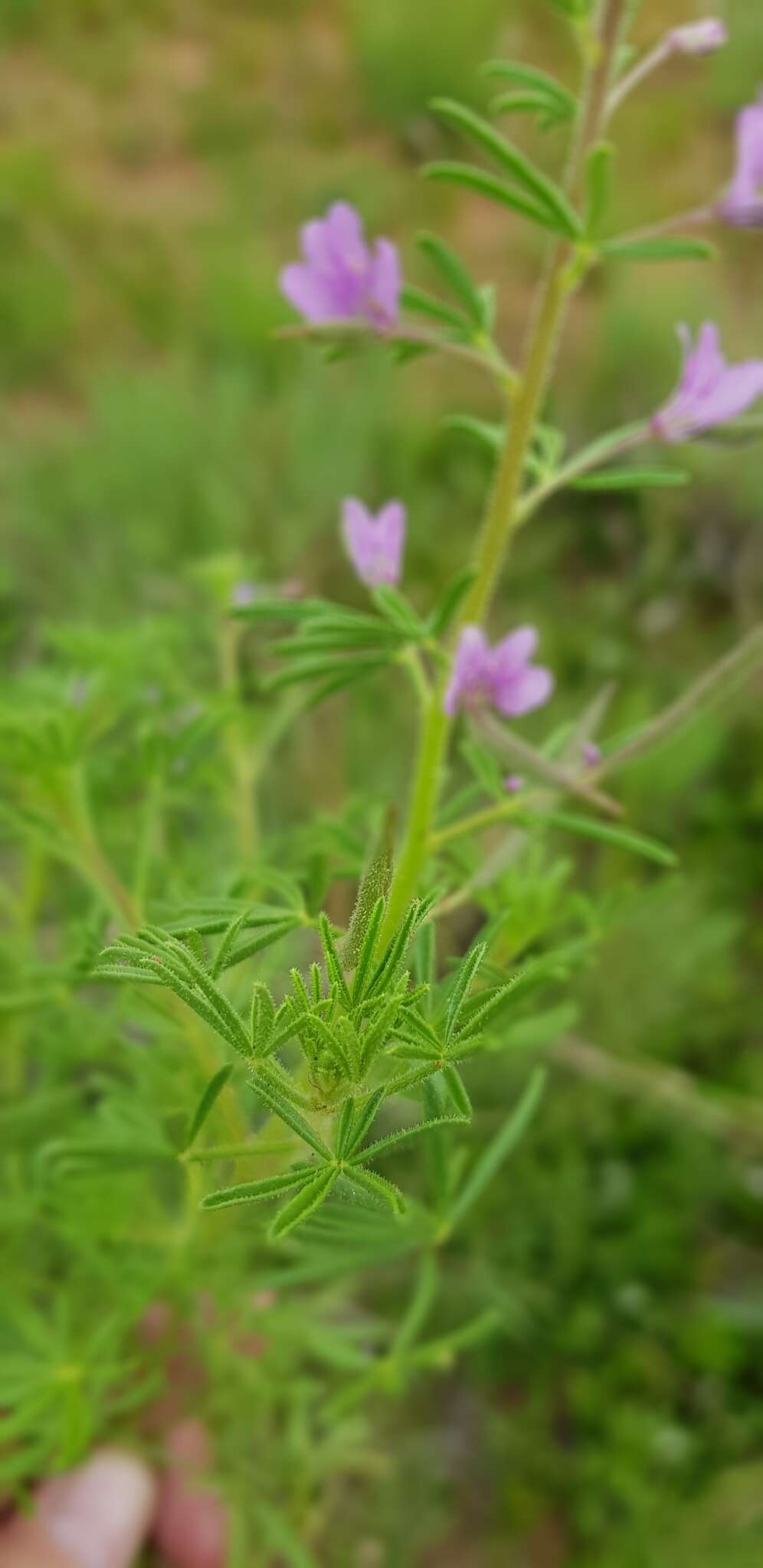 Image of Sieruela rubella (Burch.) Roalson & J. C. Hall