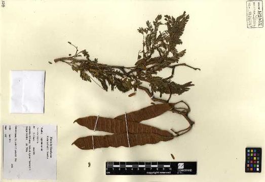 Image of leadtree
