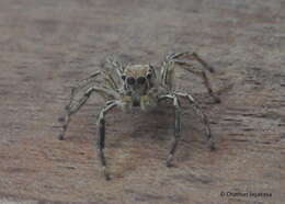 Image of Jumping spider