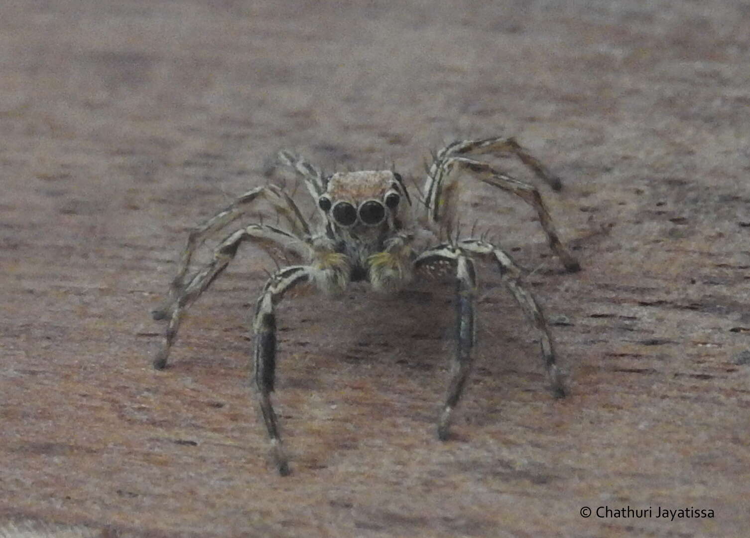 Image of Jumping spider