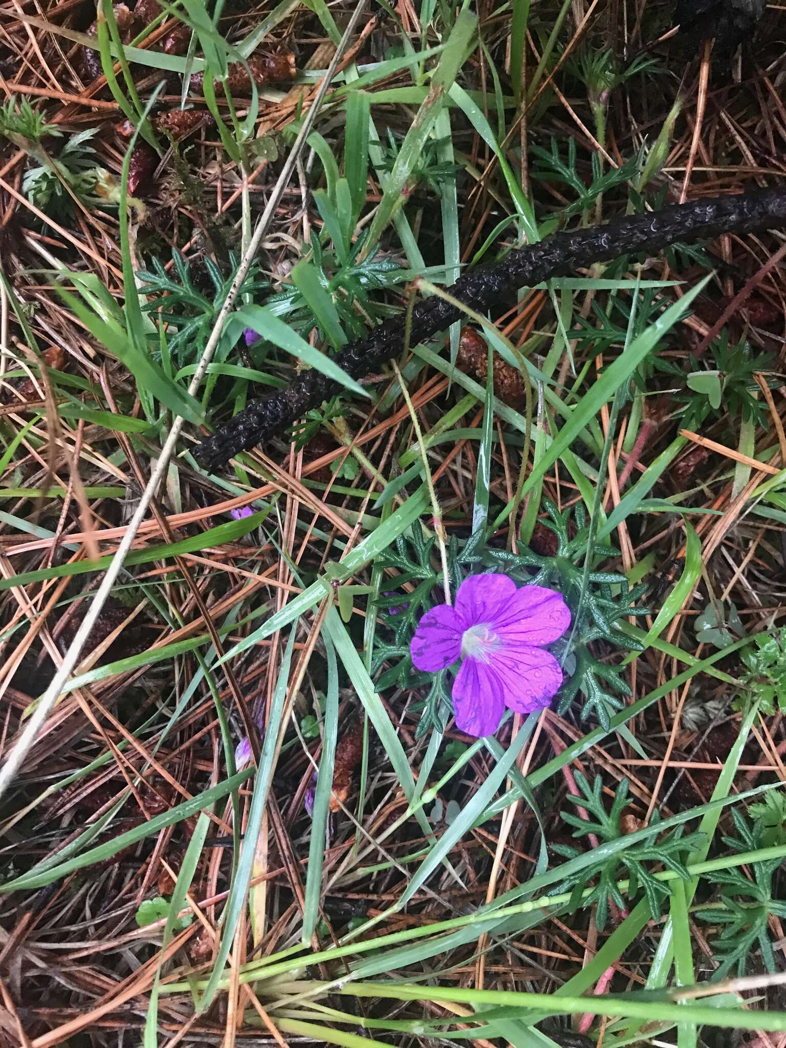 Image of Geranium potentillifolium DC.