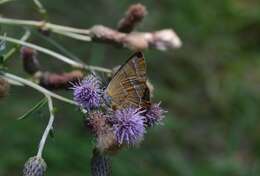 Image of Brown Hairstreak