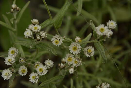 Image of Anaphalis royleana DC.