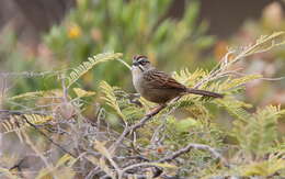 Image of Oaxaca Sparrow