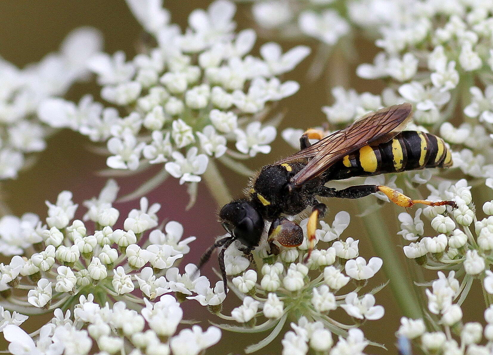 Image of Crabro cribrarius (Linnaeus 1758)