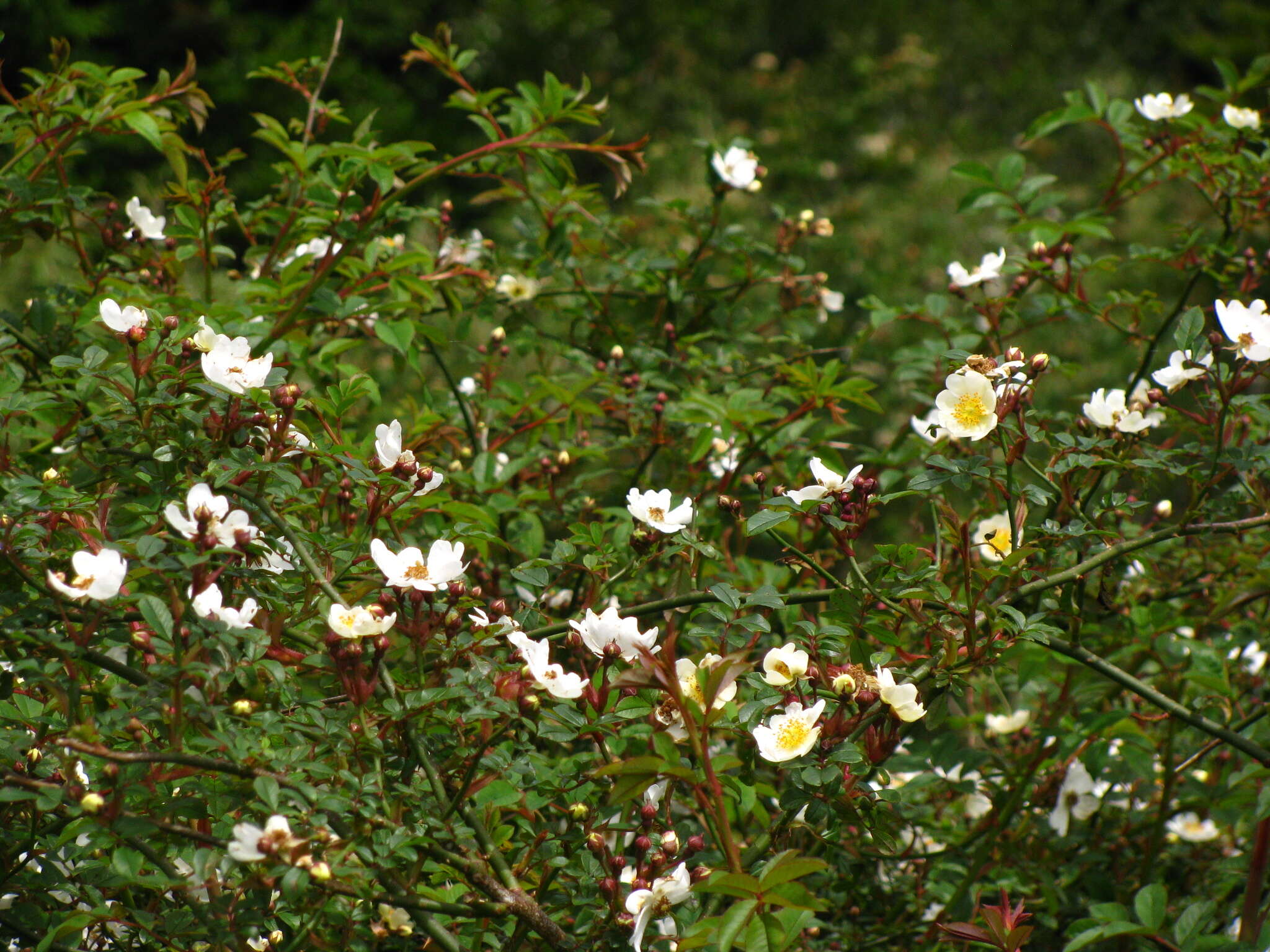 Image de Rosa transmorrisonensis Hayata