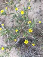 Image of whitestem blazingstar