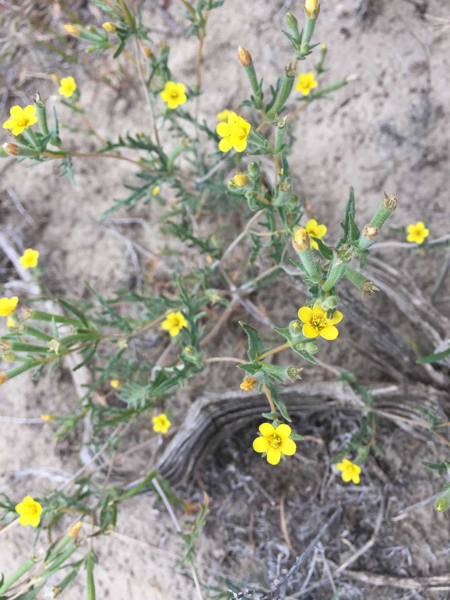 Image of whitestem blazingstar