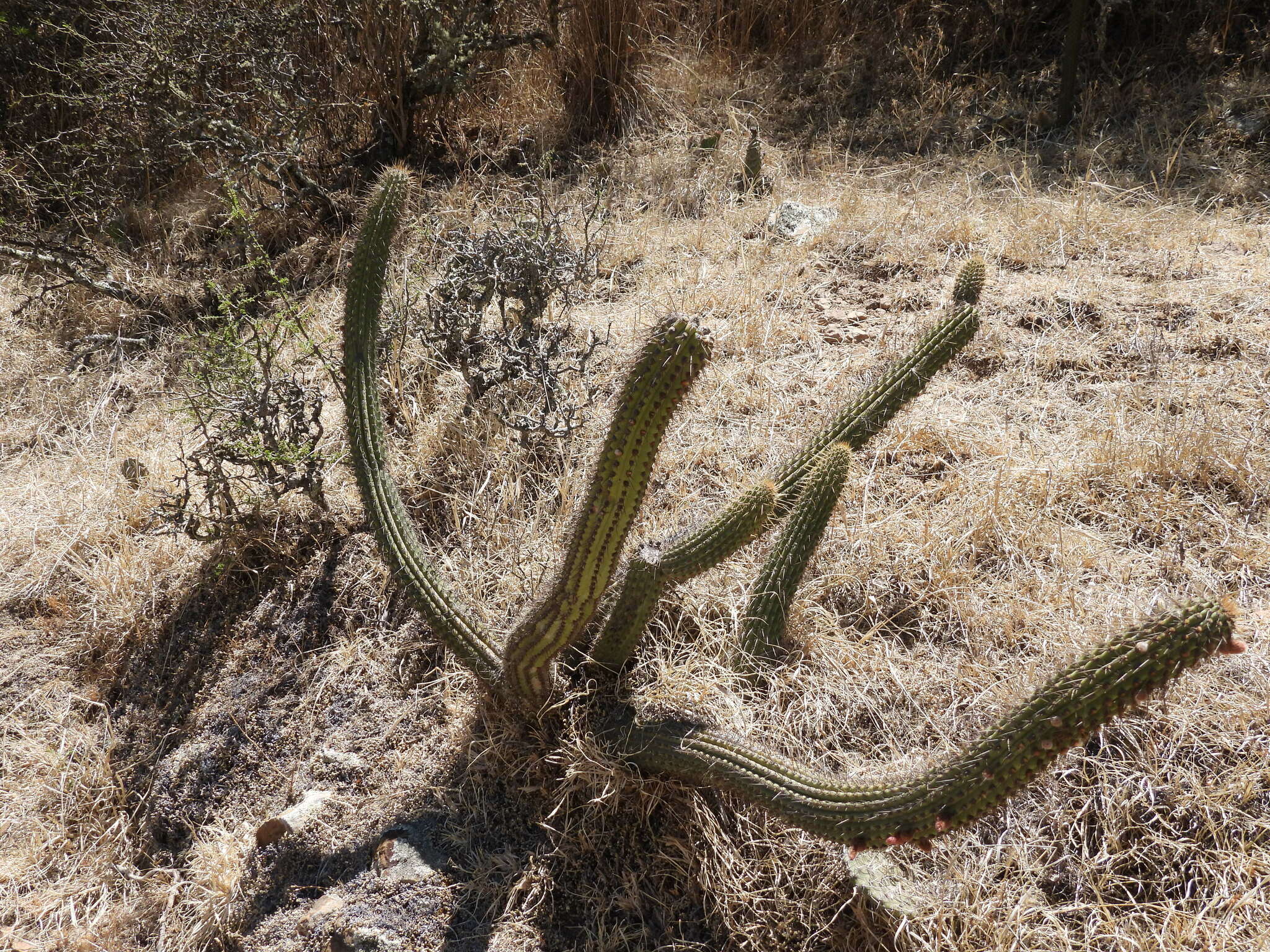 Plancia ëd Cleistocactus parviflorus (K. Schum.) Rol.-Goss.